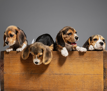 Beagle tricolor puppies